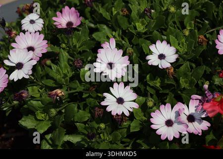 Sprühstoß von violett weißen Blüten, die über das Bett verstreut sind kleine dunkelgrüne Blätter (Nahaufnahme) Stockfoto