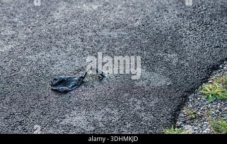 Schwarze Plastiktüte auf Asphalt-Fahrbahn entsorgt Stockfoto
