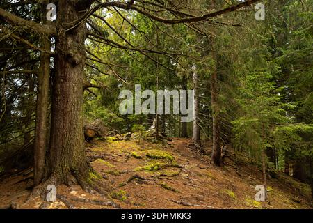 Bemooster Kiefernwald mit freiliegenden Wurzeln. Dichter Nadelwald mit moosbedecktem Boden, Baumwurzeln und einem schmalen, schmutzigen Pfad, der sich durch die Höhe schlängelt Stockfoto