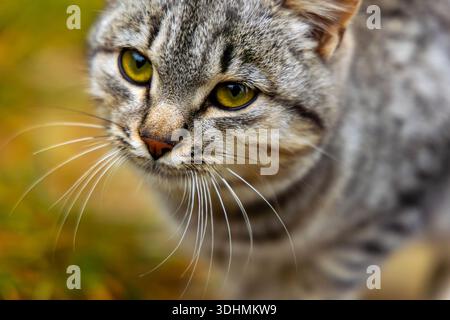 Nahaufnahme einer Tabbykatze mit gelben Augen. Makroaufnahme eines grauen Tabby-Katzen-Gesichts mit auffälligen gelben Augen und detaillierten Barthaaren, gegen eine verschwommene Stockfoto