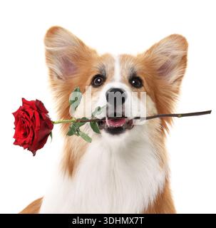 Entzückender Hund mit Rose im Mund auf weißem Hintergrund Stockfoto