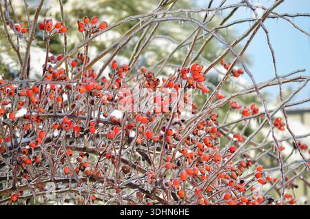 Reife rote Rosen Hüften sind durch eiskalten Regen von einer Eiskruste bedeckt. Dies ist ein atmosphärischer Vereisungseffekt. Stockfoto