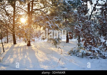 Winterabendlandschaft. Die Winterabendsonne scheint durch schneebedeckte Kiefern, deren Äste unter dem Gewicht von Schnee und Eis hängen. Stockfoto