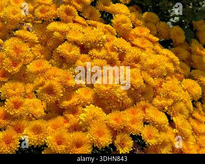 Lebendige gelbe Chrysanthemen blühen im Garten Stockfoto