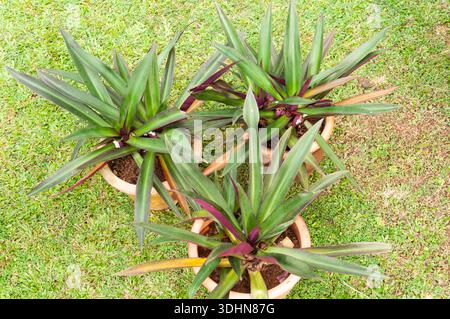 Tradescantia spathacea - Moses-in-the-Cradle Stockfoto