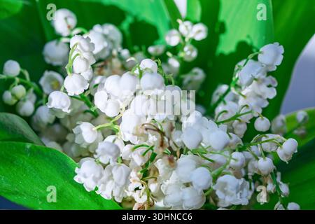 Zarte weiße Lily of the Valley-Blüten auf schlanken Stielen, eingerahmt von üppig grünen Blättern. Glockenförmige Blüten erinnern an Reinheit und Frühling Stockfoto