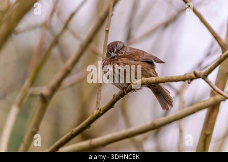 Song Spatrow, Melospiza melodia, West Dyke Trail, Terra Nova Rural Park, Richmond, British Columbia, Kanada Stockfoto
