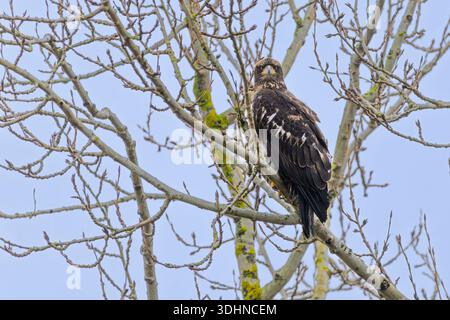 Junger Weißkopfadler, Haliaeetus leucocephalus, West Dyke Trail, Terra Nova Rural Park, Richmond, British Columbia, Kanada Stockfoto