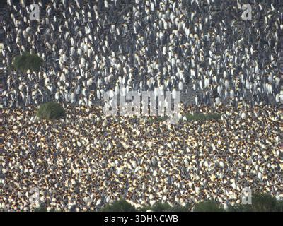 Eine Kolonie von Tausenden von Königspinguinen in der St. Andrews Bay auf South Georgia Island Stockfoto