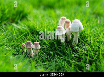 Kleine wilde weiße Pilze, die in lebendigem grünem Gras wachsen – Makronaturfotografie Stockfoto