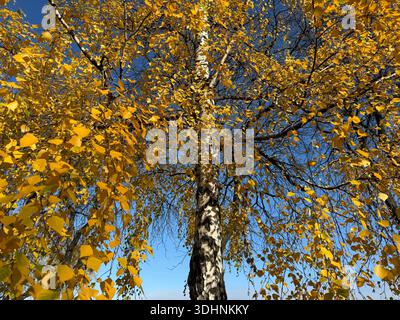 Herbstgelbe Blätter auf der Birke Stockfoto
