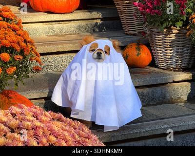 Lustiger Hund im Halloween-Geisterkostüm mit herbstlichen Chrysanthemen-Blumen Stockfoto