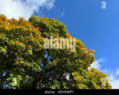 Herbstlicher Ahornbaum platanoides am Himmel Stockfoto