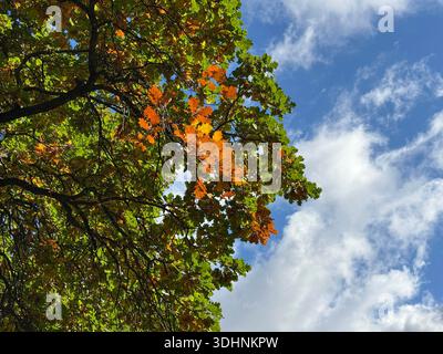 Eiche gegen blauen Himmel Stockfoto