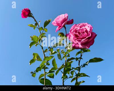 Schöne Rosen rosa Blumen vor blauem Himmel Stockfoto