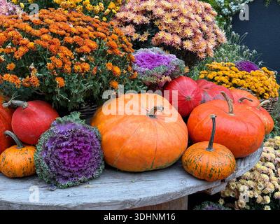Herbstdekor Kürbisse, Chrysanthemen, Gartenblumen der Mütter, Kohl Stockfoto