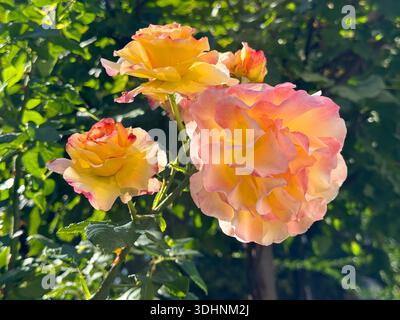 Schöne Rosen gelb rosa Blüten im Garten Stockfoto