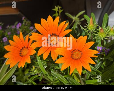 Gazania rigens Treasure Flower African Daisy Orange Blumen Stockfoto