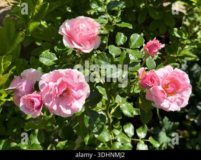 Hübsche rosa Rosen und Rosenknospen im Garten Stockfoto
