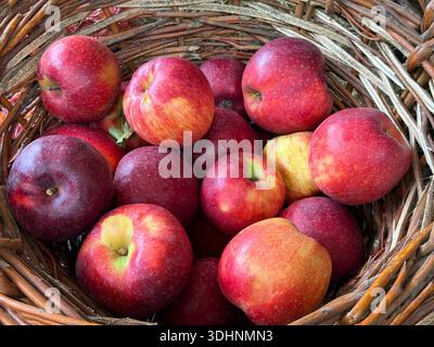 Frische Äpfel reife rote Früchte im Korb Stockfoto