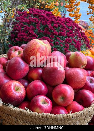 Reife rote Äpfel im Korb Stockfoto