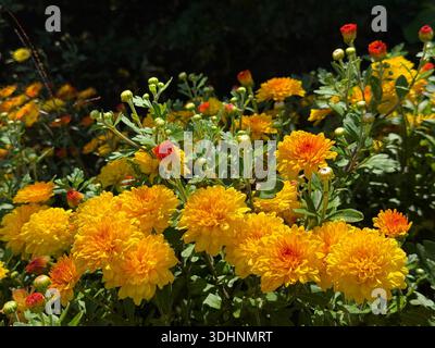 Gelb-orange Blumen Chrysanthemen Gartenmütter Stockfoto