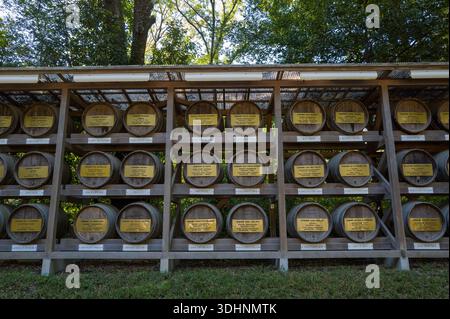 Tokio, Japan - 21. Oktober 2024: Mehrere Reihen von Bourgogne-Weinfässern mit gelben Tafeln sind in einem Holzregal im Freien am Meiji Jingu angeordnet, mit Bäumen und Grün im Hintergrund. Stockfoto