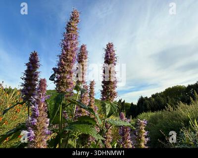 Die Staudenpflanze Agastache foeniculum Anis Ysop in der Minzfamilie Stockfoto