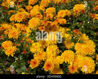Gelbe und orangene Chrysanthemen-Blüten Stockfoto