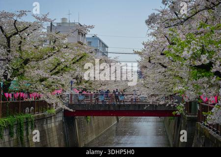 Tokio, Japan - 8. April 2025. Atemberaubende rosa Kirschblüten in voller Blüte säumen beide Ufer des Meguro River und bilden einen magischen Sakura-Tunnel über dem Fluss Stockfoto