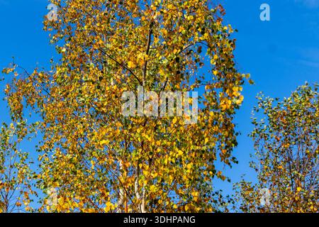 Birke mit Herbstlaub vor klarem blauem Himmel Stockfoto