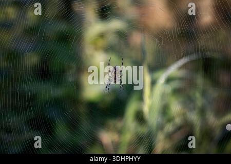 Spider Web Stockfoto