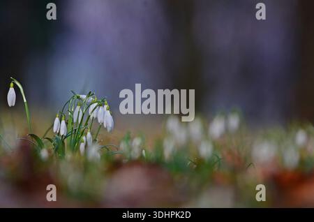 Wunderschöne Schneeglöckchen Galanthus nivalis im Frühfrühlingswald Stockfoto
