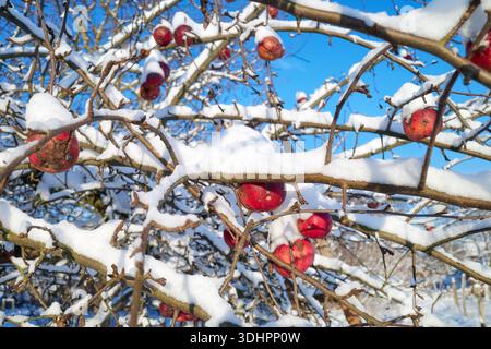 Gefrorener Apfel mit Schnee in einer Obstplantage an einem sonnigen Wintertag, selektiver Fokus. Stockfoto