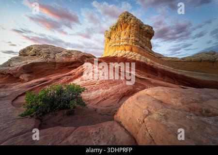 Blick auf dramatische Felsformationen mit wirbelnden Mustern und einen einsamen Busch unter einem farbenfrohen Himmel, Marble Canyon, Arizona, USA. Stockfoto