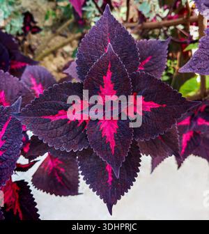 Coleus Zierpflanze allgemein bekannt als (Coleus scutellarioides) Stockfoto