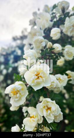 Schöne weiße Blumen blühender Hagebuttenstrauch in einem Garten Stockfoto
