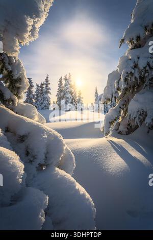 Blick auf eine schneebedeckte Landschaft, in der Bäume in weiß stehen, im strahlenden Glanz der Sonne getaucht und Schatten auf den unberührten Schnee wirft, Coldf Stockfoto