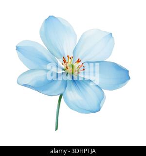 Blaue Anemonenblume. Aquarellzeichnung. Isoliert auf weißem Hintergrund. Vektorabbildung Stock Vektor