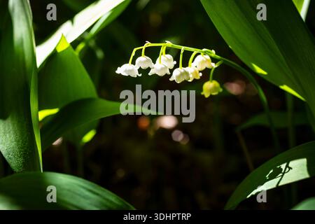 Maiglöckchen Convallaria majalis in Blüte, Sachsen, Deutschland *** Maiglöckchen Convallaria majalis in Blüte, Sachsen, Deutschland Stockfoto