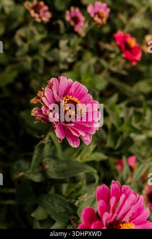 Nahaufnahme der Biene auf einer leuchtenden rosa Zinnienblume im Garten Stockfoto