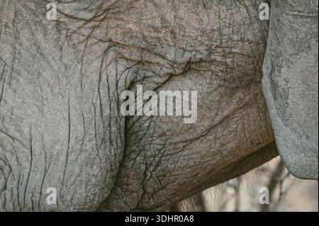 Nahaufnahme der strukturierten Haut und des Lächelns eines Elefanten Stockfoto