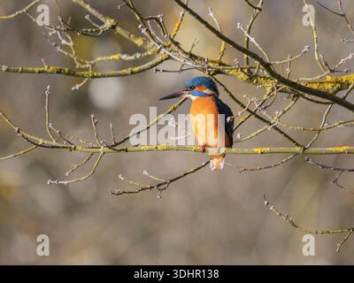 eisvogel (Alcedo atthis), der auf einem Ast in der Nähe von Süßwasserhabitat thront. Stockfoto