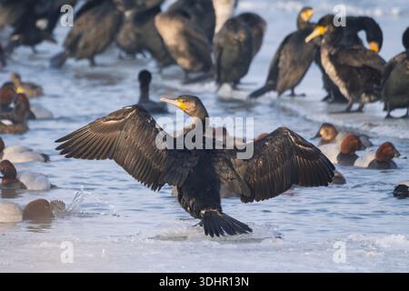 Großer Kormoran (Phalacrocorax carbo) auf Eis mit ausgebreiteten Flügeln, trocknende Federn im Winter. Stockfoto