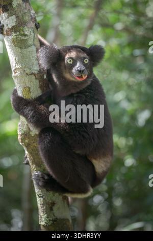 Blick auf einen markanten schwarzen Lemur mit stechenden Augen, die an einem Baumstamm haften, sein Fell bildet einen starken Kontrast zum grünen Laub, Falierana, Faritra Ala Stockfoto