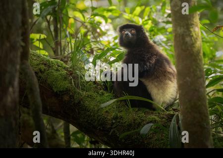 Blick auf einen markanten Indri Lemur, der auf einem moosigen Zweig in einem üppigen Wald thront, dessen dunkles Fell sich mit dem hellen Laub von Falierana, Faritra Alaotr abhebt Stockfoto
