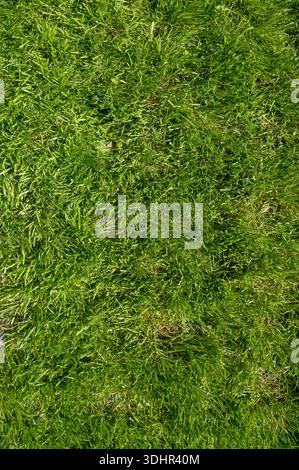 Üppig grün gemähtes Gras bedeckt eine Sommerwiese unter hellem Sonnenlicht. Konzept des botanischen Wachstums, von der Natur inspirierter Hintergrund und lebendiger ökologischer Natur Stockfoto