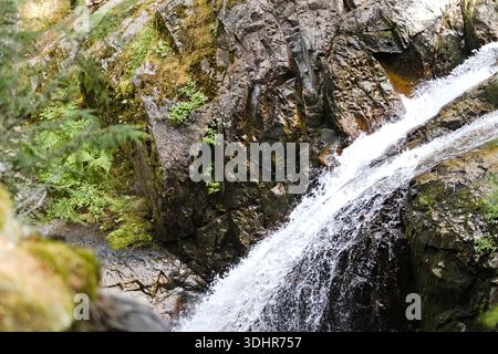 Ein rauer Waldwasserfall fließt über moosbedeckte Felswände im Mount Rainier National Park und hebt strukturierte Steine, Farne und schnell bewegliche alpi hervor Stockfoto