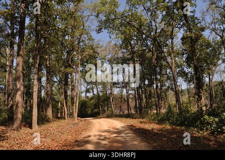Feldweg durch Laubwälder in Zentralindien Stockfoto