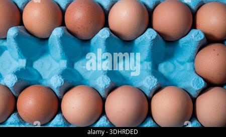 Braune Eier in blauem Eierkarton angeordnet Stockfoto